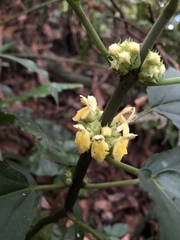 Paraphlomis javanica