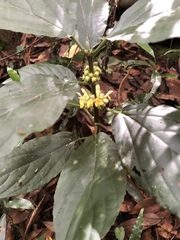 Paraphlomis javanica