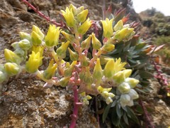 Dudleya greenei