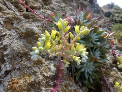 Dudleya greenei
