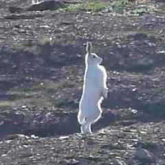 Lepus arcticus