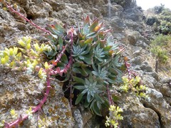 Dudleya greenei
