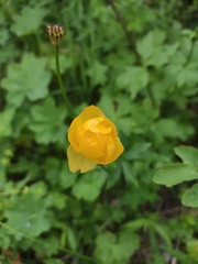 Trollius europaeus