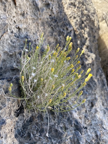 Three-lobed Rockdaisy (Laphamia gracilis)