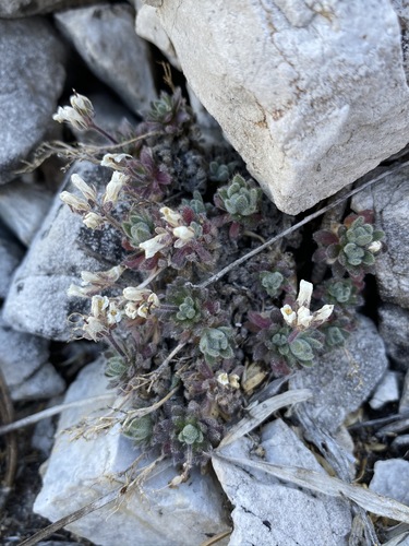 Image of Draba jaegeri by (c) Matt Berger, some rights reserved (CC BY)