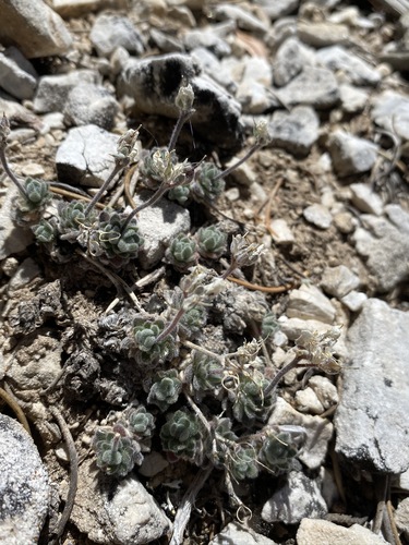 Jaeger's Draba (Draba jaegeri)