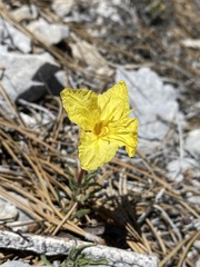 Oenothera lavandulifolia