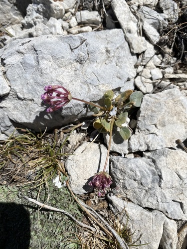Dwarf sand verbena (Abronia nana)