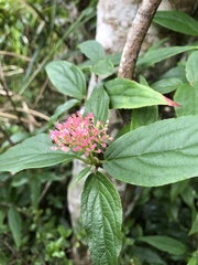 Viburnum urceolatum