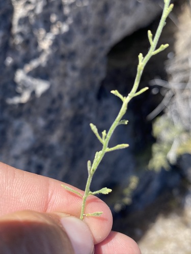 Image of Laphamia gracilis by (c) Matt Berger, some rights reserved (CC BY)