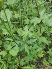 Trollius europaeus