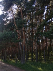 Pinus sylvestris