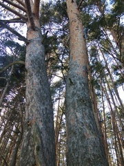 Pinus sylvestris