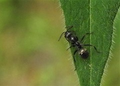 Formica subsericea