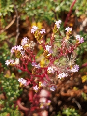 Centranthus calcitrapae
