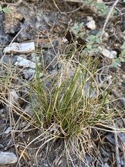 Carex rossii