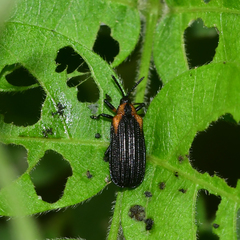 Odontota scapularis