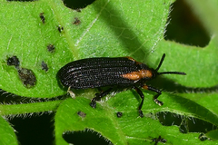 Odontota scapularis