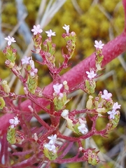Centranthus calcitrapae