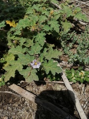 Solanum campechiense