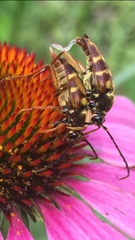 Typocerus velutinus
