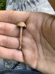Conocybe