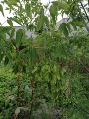 Magnoliopsida