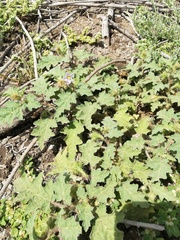 Solanum campechiense