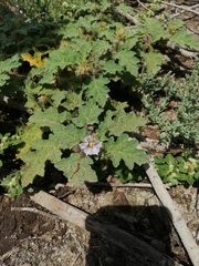 Solanum campechiense