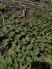 Solanum campechiense
