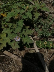 Solanum campechiense