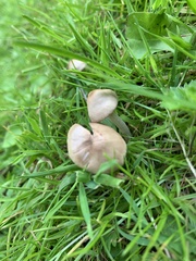 Conocybe
