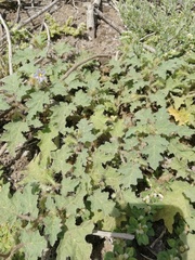 Solanum campechiense