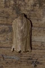 Meridemis