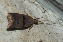Torodorinae