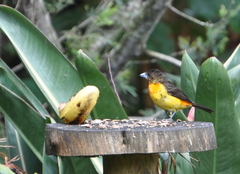 Ramphocelus flammigerus flammigerus