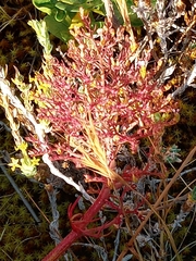 Centranthus calcitrapae