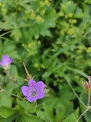 Geranium sylvaticum