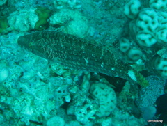Oxycheilinus mentalis