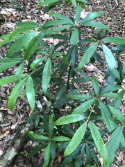 Machilus zuihoensis mushaensis