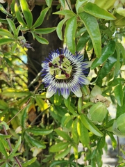 Passiflora caerulea
