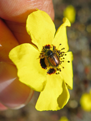 Chasmatopterus