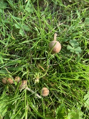 Conocybe