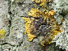 Xanthoriicola physciae