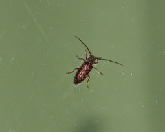 Eupogonius tomentosus