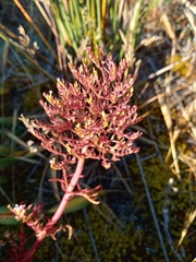 Centranthus calcitrapae