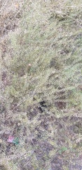 Lepidium ruderale