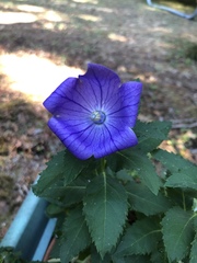Platycodon grandiflorus