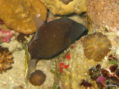 Sufflamen albicaudatum