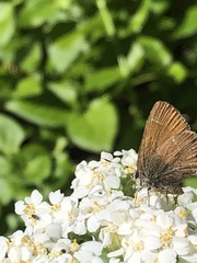 Callophrys gryneus